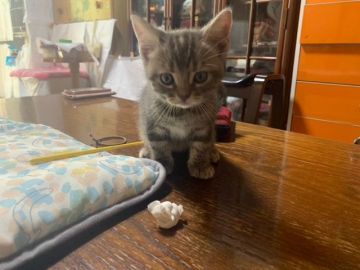 アメリカンショートヘア【神奈川県・女の子・2021年6月5日・ブルーパッチドタビー】の写真「しっかりしたボディーで可愛い子💝」