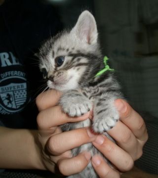 アメリカンショートヘア【神奈川県・男の子・2015年9月19日・シルバータビー】の写真「可愛いお目目のハンサムボーイ」