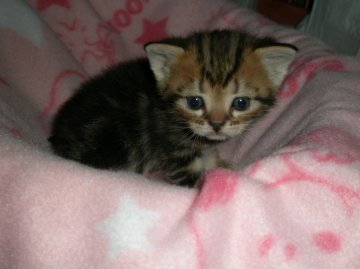 アメリカンショートヘア【神奈川県・女の子・2014年3月13日・ブラウンタビー】の写真「パパはＣＦＡチャンピオン　超甘えん坊。」