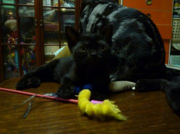 アメリカンショートヘア【神奈川県・女の子・2013年8月17日・ブラックスモーク】の写真「写真写りはよくないですが実物は美人さん」