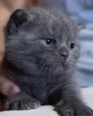 アメリカンショートヘア【神奈川県・男の子・2024年7月12日・ブルータビー】の写真2