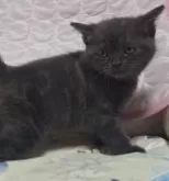 アメリカンショートヘア【神奈川県・男の子・2024年7月12日・ブルータビー】の写真4