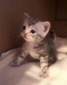 アメリカンショートヘア【神奈川県・女の子・2022年3月15日・ブルーパッチドタビー】の写真4