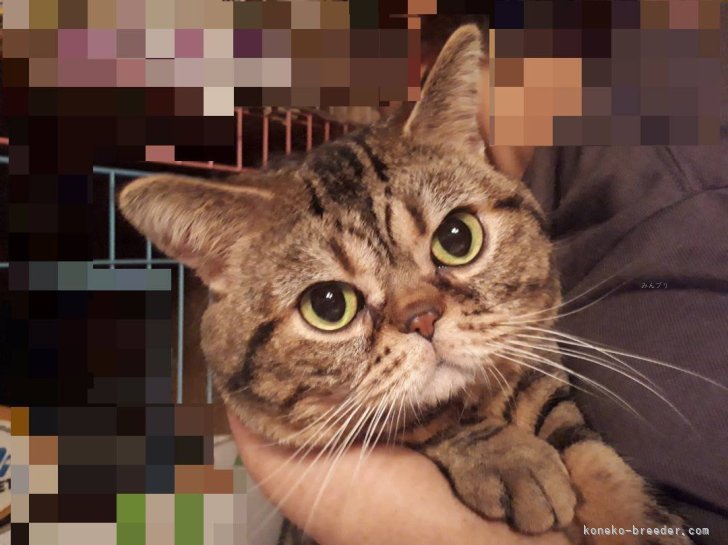 アメリカンショートヘア【・男の子・2019年3月14日・ブラウンタビー】