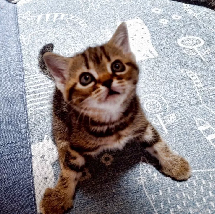 ID：2505-01956の子猫