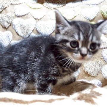 アメリカンショートヘア【神奈川県・男の子・2025年4月24日・シルバータビー（くろちゃん）】の写真「とても懐こくて甘えん坊君！」