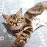 アメリカンショートヘア【神奈川県・女の子・2025年4月16日・ブラウンパッチドタビー】の写真4「眠くなっちゃった！」