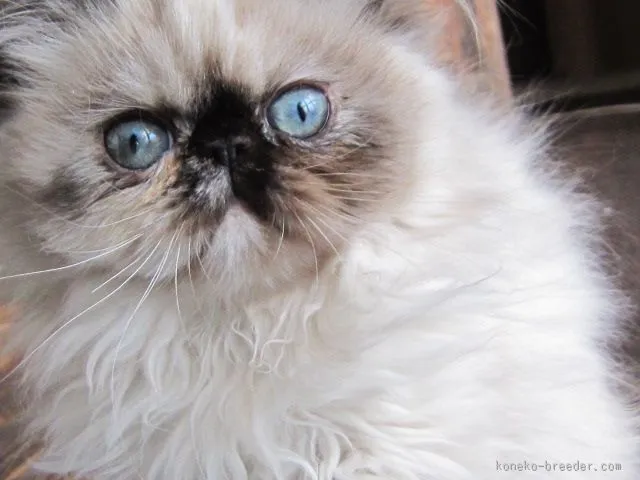 ID：1602-00115の子猫