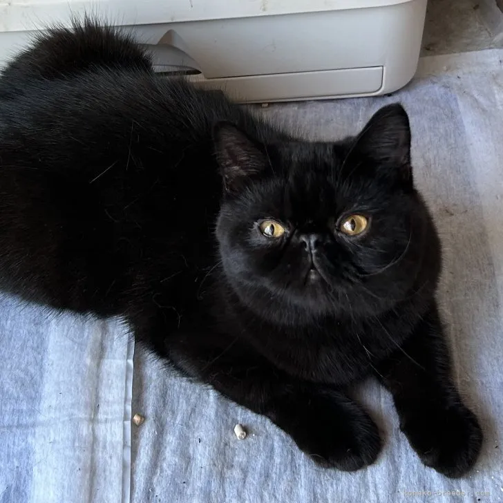 ID：2303-02804の子猫