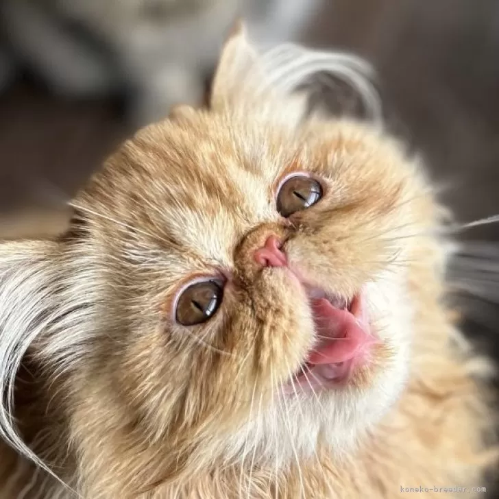 ID：2406-01029の子猫