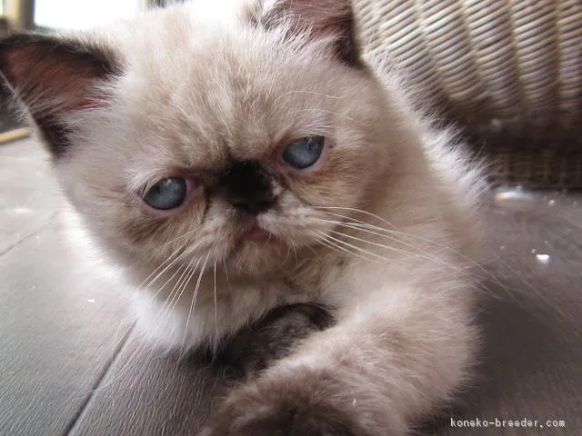 ID:1609-00438の子猫