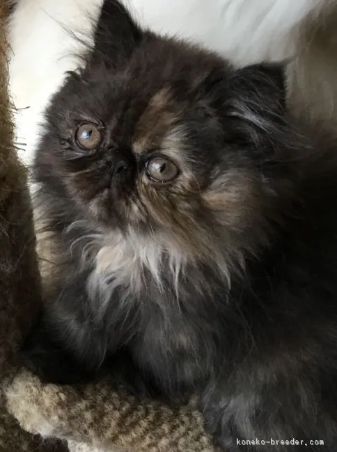 ID：1811-00371の子猫