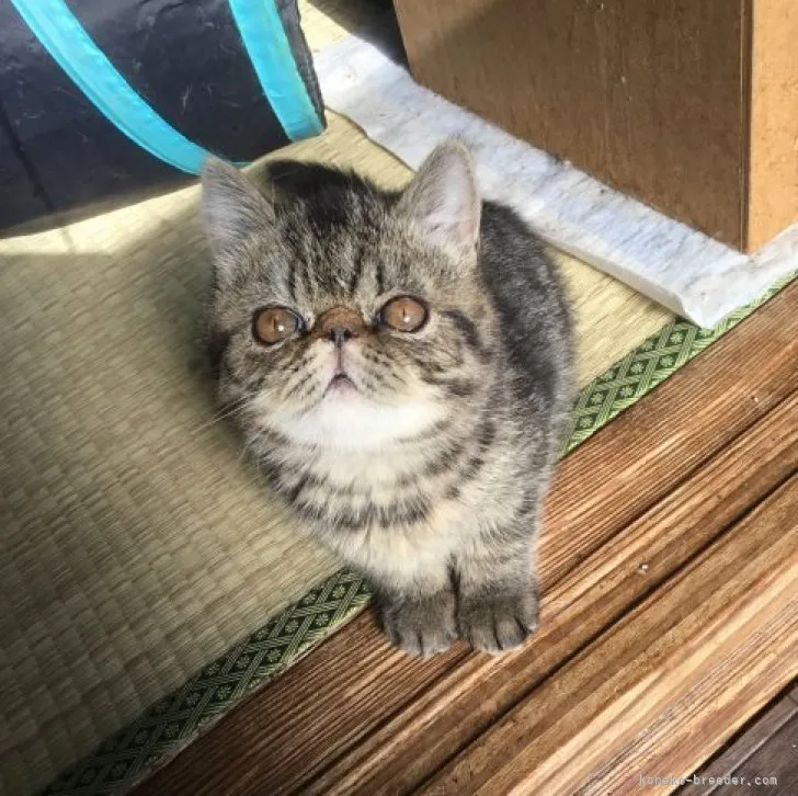 ID：2311-01062の子猫
