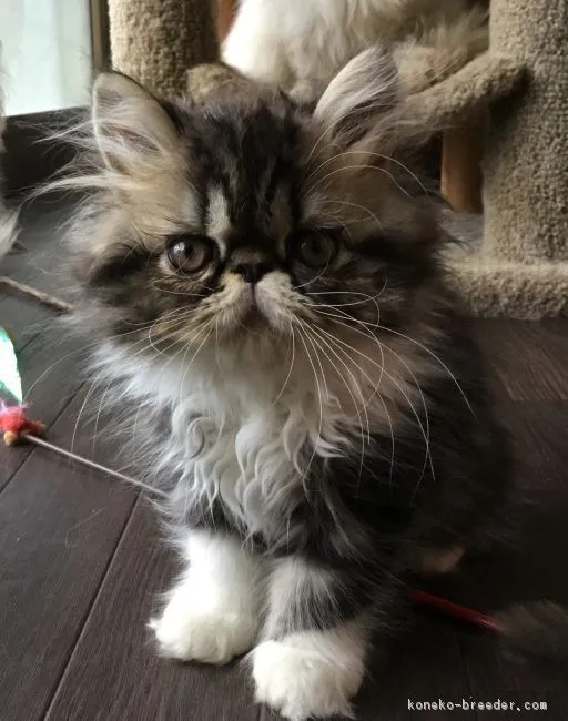 ID:1811-00368の子猫
