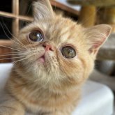 エキゾチックショートヘア