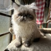 ヒマラヤン