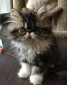 ペルシャ【千葉県・男の子・2018年8月15日・ブラウンタビー&ホワイト】の写真1