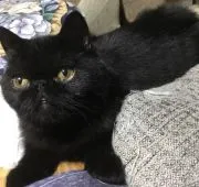 エキゾチックショートヘア【千葉県・男の子・2021年2月18日・ブラック】の写真2