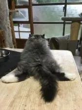 ペルシャ【千葉県・男の子・2020年5月22日・】の写真3「ひらき・・・（笑）」
