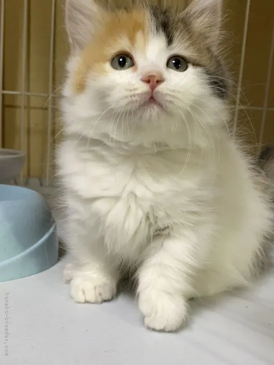 ID：2111-00653の子猫