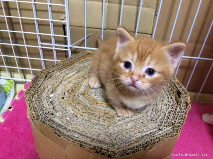 ナオキ 様のお迎えした子猫