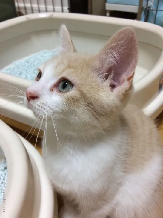 ID:1804-00468の子猫