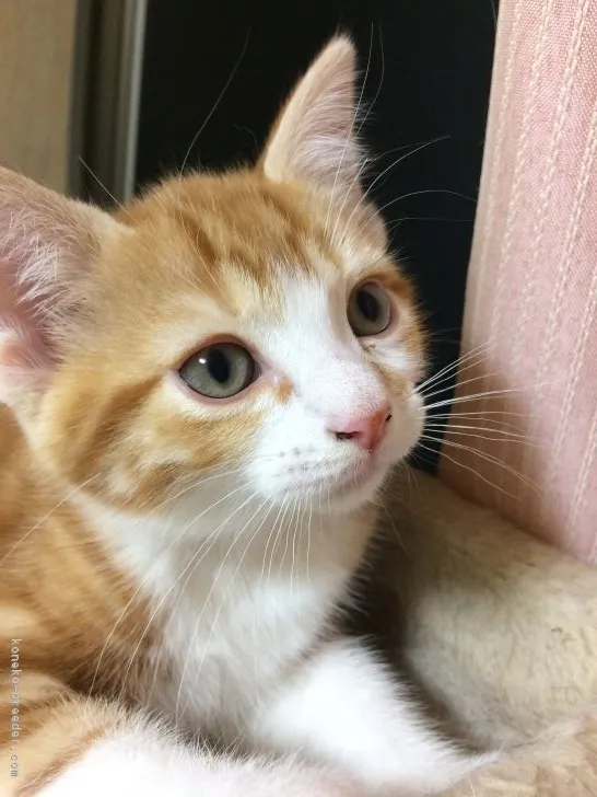 しまこ 様のお迎えした子猫