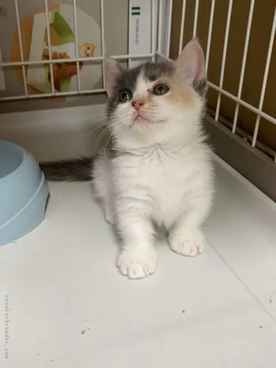 ID:2109-01332の子猫