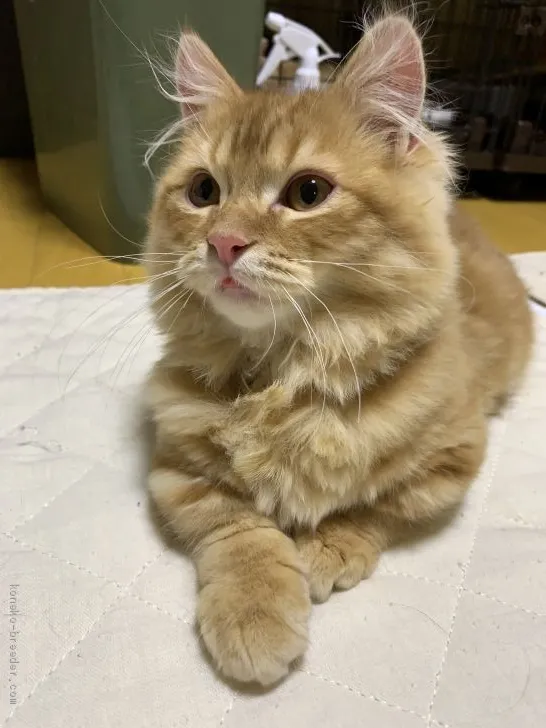 ID：2011-01548の子猫