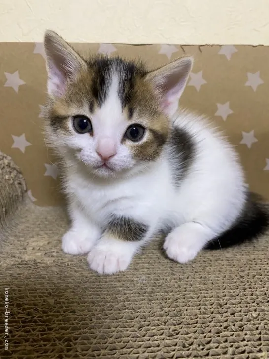 ID:2103-01781の子猫