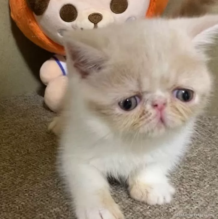 ID：2410-01432の子猫