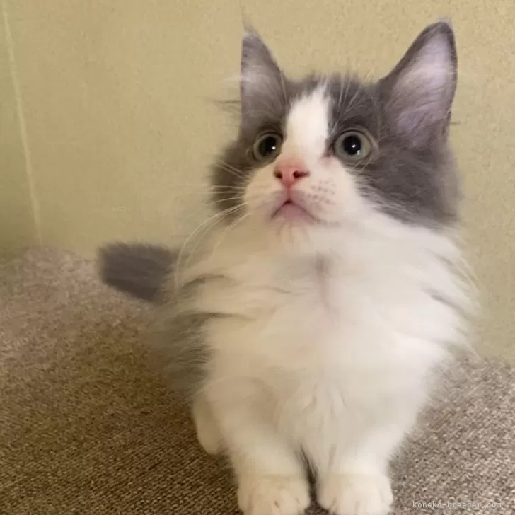 ID:2409-02750の子猫