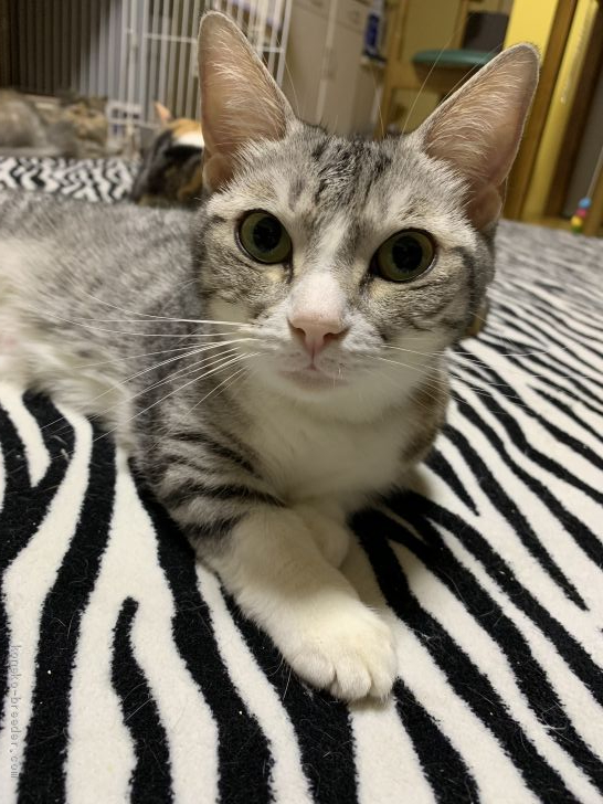 マンチカン【・女の子・2016年4月28日・シルバータビー&amp;ホワイト】「愛情深いお母さんです。」