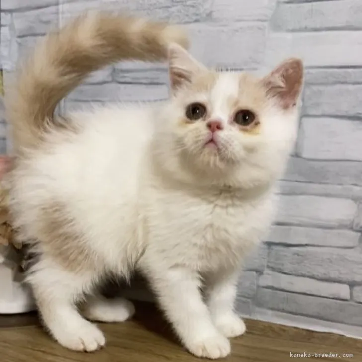 ID：2308-02003の子猫