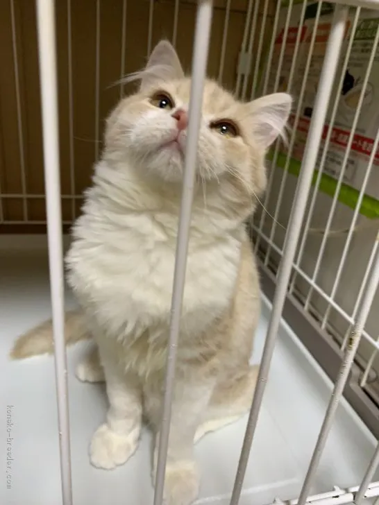 miravivi 様のお迎えした子猫