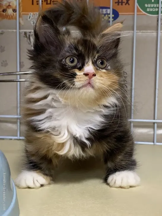 ID：2109-00531の子猫