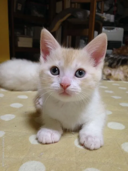 るるまま 様のお迎えした子猫