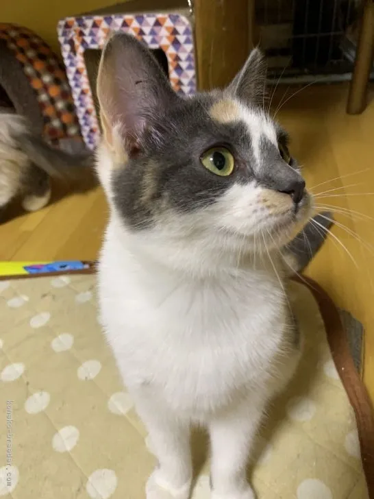 舞華 様のお迎えした子猫