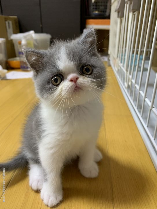 エキゾチックショートヘア 徳島県 男の子 年4月10日 ブルー ホワイト ちょうどよいブサカワ 加減をお探しの方は是非 動画更 みんなの子猫ブリーダー 子猫id 05