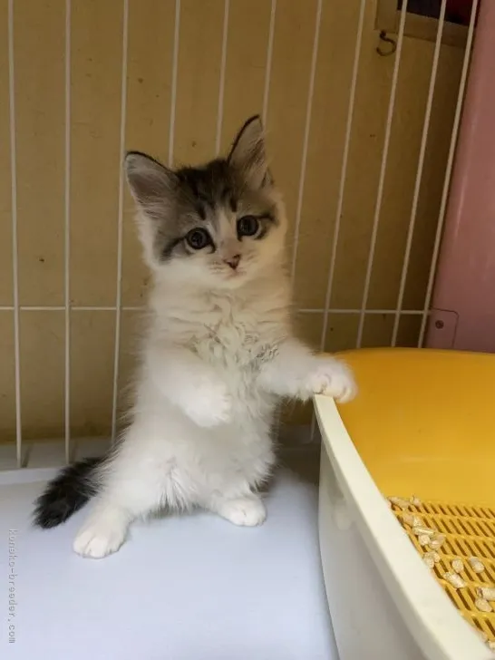 ID:2111-00650の子猫