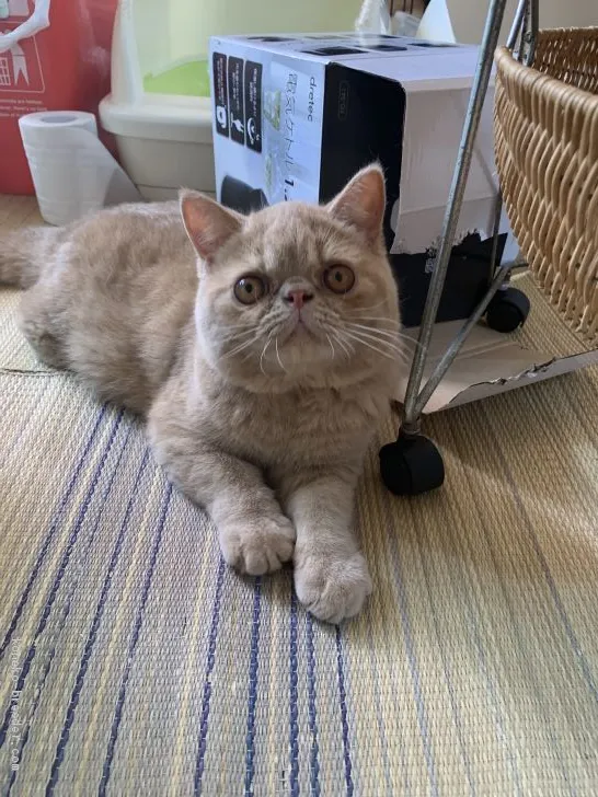 ID：1904-00852の子猫