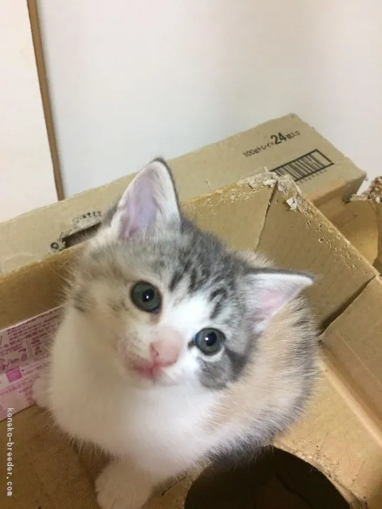 ID:1710-00942の子猫