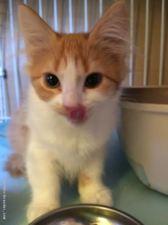 ID:1711-00605の子猫