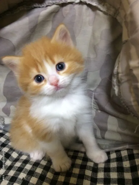 もみじママ 様のお迎えした子猫