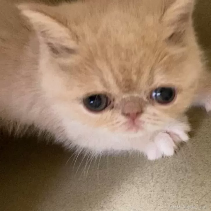 M.A 様のお迎えした子猫