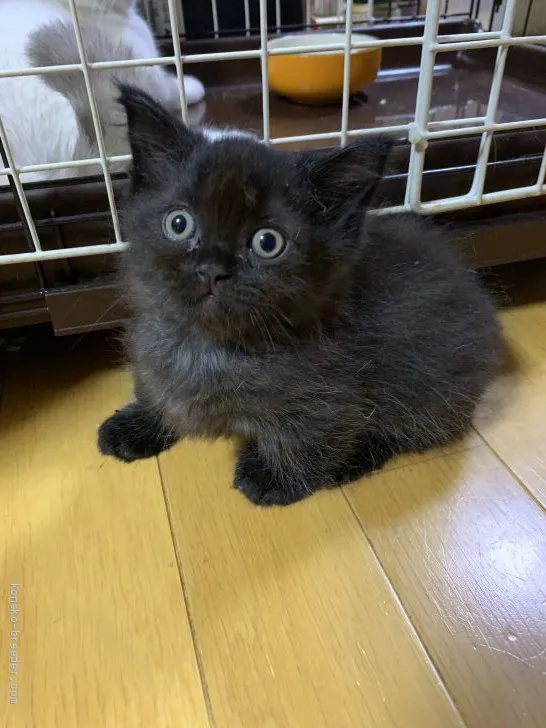 ID：1909-01032の子猫