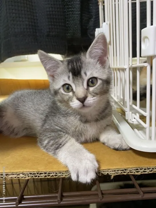 ID:2103-01783の子猫