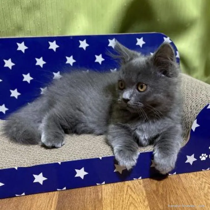 ID：2210-02892の子猫