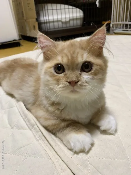 ID:2008-02168の子猫