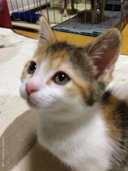 ID：1710-00943の子猫